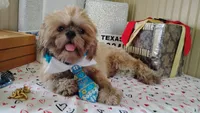 Papa Bear , a male Shih Tzu for sale in Houston, TX – 2 of 7