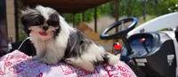 Akc full rights Pumpkin, a female Shih Tzu for sale in Houston, TX – 5 of 9