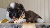 Havashu pup- Little twinkle, a male Havanese and Shih Tzu for sale in Houston, TX – 7 of 10