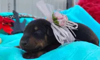 Hanna Montana , a female Doberman Pinscher for sale in Beaumont, TX – 6 of 6
