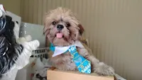 Puppy - Papa Bear 💝, a male Shih Tzu for sale in Houston, TX – 8 of 10