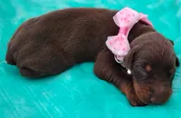 Sofia , a female Doberman Pinscher for sale in Beaumont, TX – 8 of 8