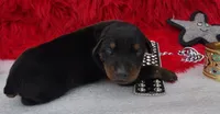 AKC Champion Bloodline -Puppy Dustin , a male Doberman Pinscher for sale in Beaumont, TX – 3 of 7
