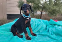 Acer, a male Doberman Pinscher for sale in Beaumont, TX – 4 of 7