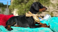 Liliana , a female Doberman Pinscher for sale in Beaumont, TX – 4 of 10