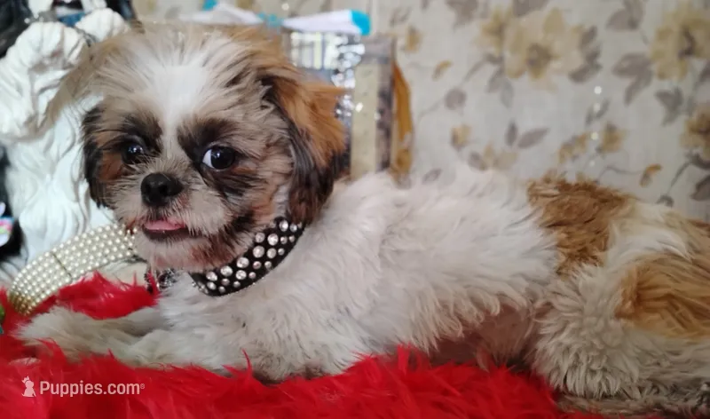Full AKC  Shih Tzu – Shih Tzu puppy for sale in Houston, TX