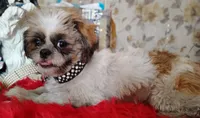 Full AKC  Shih Tzu, a male Shih Tzu for sale in Houston, TX – 1 of 10