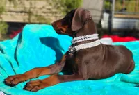  Ginger , a female Doberman Pinscher for sale in Beaumont, TX – 4 of 6