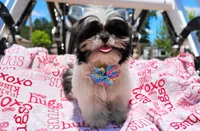 Akc full rights Pumpkin, a female Shih Tzu for sale in Houston, TX – 8 of 9