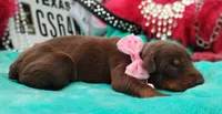 Sofia , a female Doberman Pinscher for sale in Beaumont, TX – 6 of 8