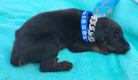Versace , a male Doberman Pinscher for sale in Beaumont, TX – 6 of 8