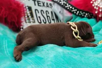 Bronzon , a male Doberman Pinscher for sale in Beaumont, TX – 3 of 7