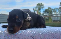 Puppy Hurricane , a male Doberman Pinscher for sale in Beaumont, TX – 7 of 8