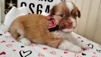 Havashu - Benji, a male Havanese and Shih Tzu for sale in Houston, TX – 7 of 9