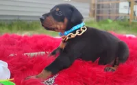AKC- Champion bloodline - Acer, a male Doberman Pinscher for sale in Beaumont, TX – 4 of 10