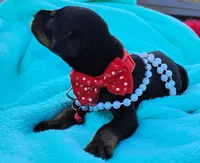 Ladybug 🐞, a female Doberman Pinscher for sale in Beaumont, TX – 4 of 7