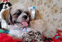 Full Akc -, a male Shih Tzu for sale in Houston, TX – 5 of 10