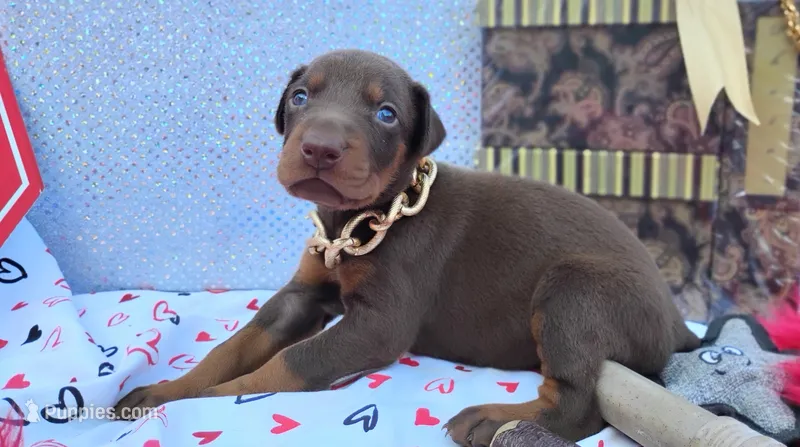 AKC Champion Bloodline - Ginger  – Doberman Pinscher puppy for sale in Beaumont, TX