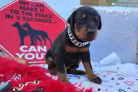 AKC Champion Bloodline -Dustin, a male Doberman Pinscher for sale in Beaumont, TX – 2 of 10
