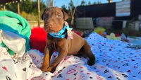 Charlie , a male Doberman Pinscher for sale in Beaumont, TX – 1 of 4