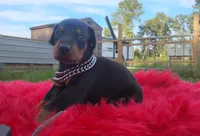 Puppy Noha , a male Doberman Pinscher for sale in Beaumont, TX – 4 of 6