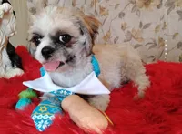 Full Akc Zimba, a male Shih Tzu for sale in Houston, TX – 3 of 6