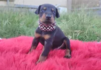 AKC Champion Bloodline -  Storm, a male Doberman Pinscher for sale in Beaumont, TX – 9 of 9
