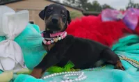 Summer, a female Doberman Pinscher for sale in Beaumont, TX – 4 of 9