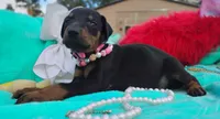 Summer, a female Doberman Pinscher for sale in Beaumont, TX – 6 of 9