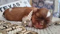 Havashu - Murdock, a male Havanese and Shih Tzu for sale in Houston, TX – 3 of 10