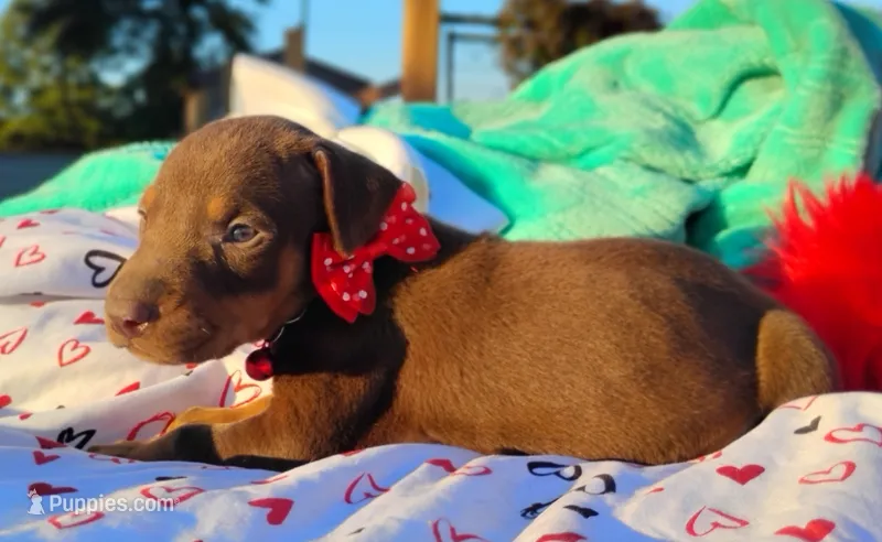 Tinker Bell – Doberman Pinscher puppy for sale in Beaumont, TX