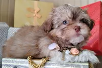 Last one !!!! Havashu - Murdock, a male Havanese and Shih Tzu for sale in Houston, TX – 7 of 8