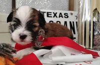 Havashu pup - Lill Mikey, a male Havanese and Shih Tzu for sale in Houston, TX – 6 of 9