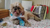 Papa Bear , a male Shih Tzu for sale in Houston, TX – 5 of 7