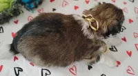 Havashu pup- Little twinkle, a male Havanese and Shih Tzu for sale in Houston, TX – 3 of 10