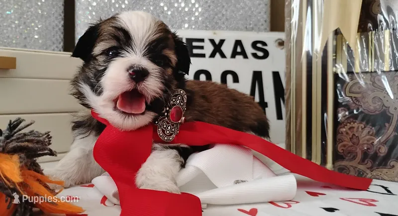 Havashu pup - Lill Mikey – Havanese, Shih Tzu puppy on hold in Houston, TX