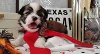 Havashu pup - Lill Mikey, a male Havanese and Shih Tzu for sale in Houston, TX – 1 of 9