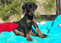 Murdock , a male Doberman Pinscher for sale in Beaumont, TX – 4 of 8