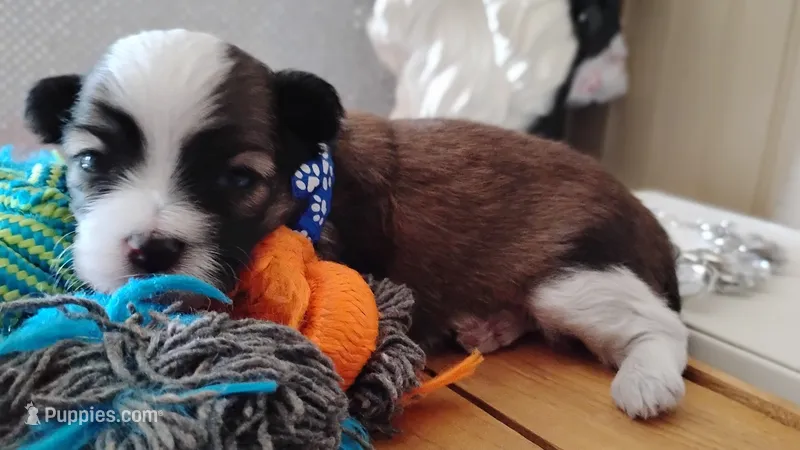 Havashu pup- Little twinkle – Havanese, Shih Tzu puppy for sale in Houston, TX