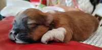 Havashu pup- Lucky Star ⭐, a female Havanese and Shih Tzu for sale in Houston, TX – 3 of 10