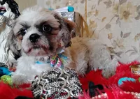 Full Akc -, a male Shih Tzu for sale in Houston, TX – 4 of 10
