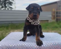 Puppy Hurricane , a male Doberman Pinscher for sale in Beaumont, TX – 8 of 8