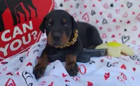 AKC Champion Bloodline - Alexander, a male Doberman Pinscher for sale in Beaumont, TX – 3 of 8