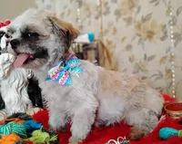 Full Akc -, a male Shih Tzu for sale in Houston, TX – 2 of 10