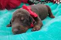 Tinker Bell , a female Doberman Pinscher for sale in Beaumont, TX – 9 of 9