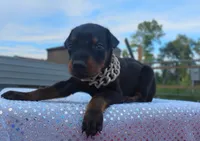 Puppy Hurricane , a male Doberman Pinscher for sale in Beaumont, TX – 4 of 8