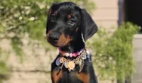 Ladylove, a female Doberman Pinscher for sale in Beaumont, TX – 6 of 10