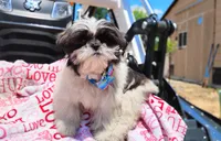 Akc full rights Pumpkin, a female Shih Tzu for sale in Houston, TX – 4 of 9