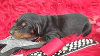 AKC- Champion bloodline - Puppy Acer, a male Doberman Pinscher for sale in Beaumont, TX – 6 of 7