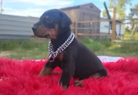 Puppy Noha , a male Doberman Pinscher for sale in Beaumont, TX – 3 of 6